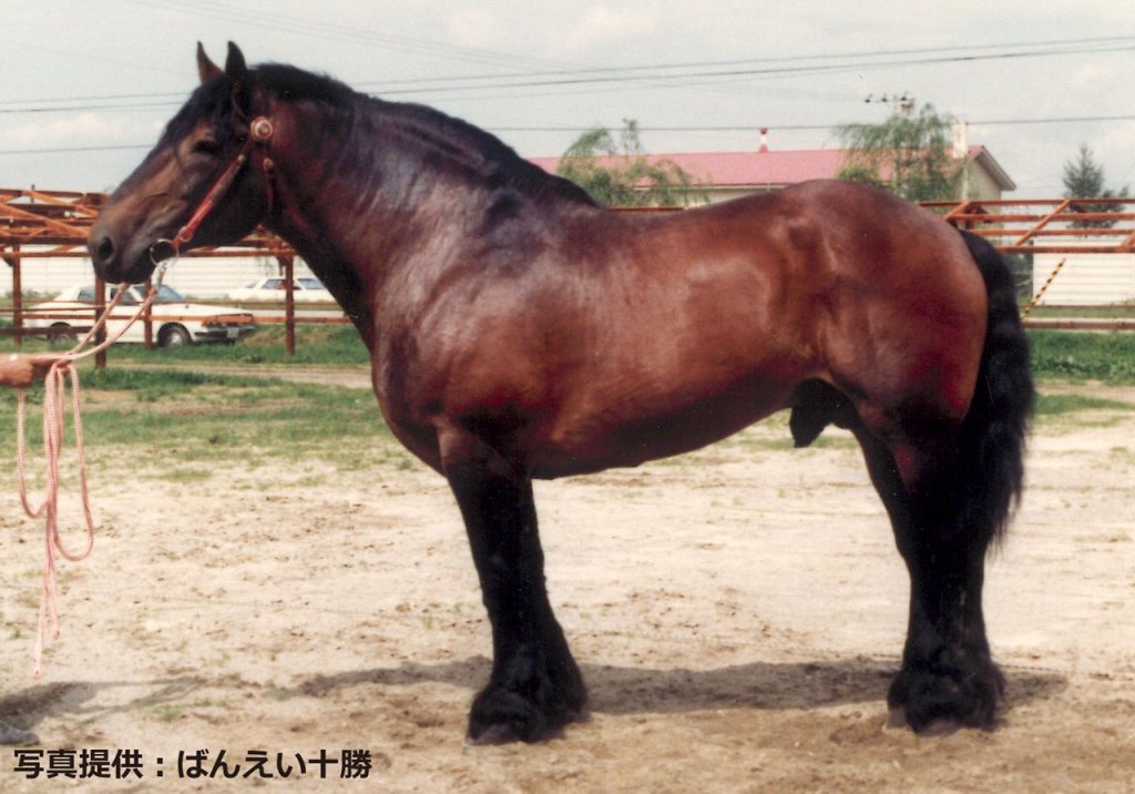 タカラコマ～名競走馬から名種牡馬へ。日輓種の確立に寄与した先駆者 MAYU'S WORKS BANEI HORSE
