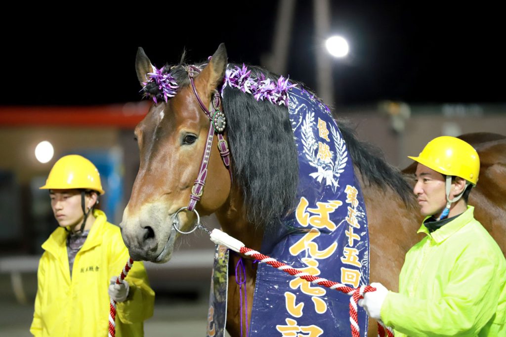 トップホースの父系を追う ～メムロボブサップのサイアーライン Vol.1～ | MAYU'S WORKS BANEI HORSE