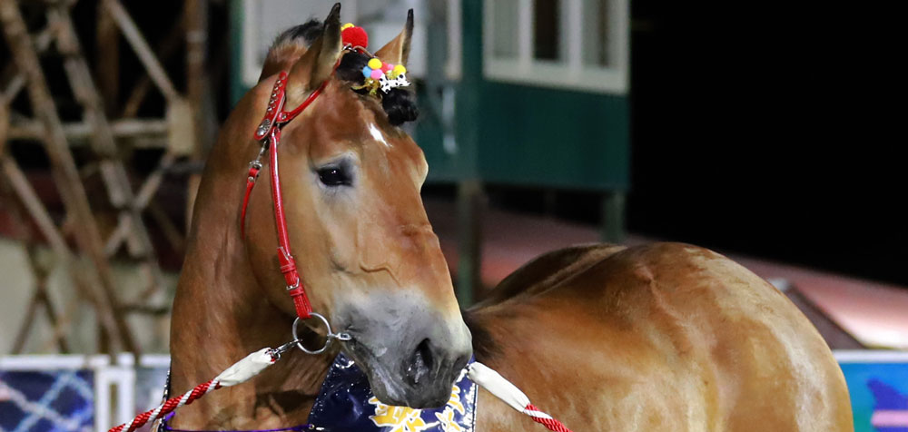 フランス競馬百年史　ギイ.チボー著　貴重 国内馬券発売】ジャック・ル・マロワ賞 2025 出走馬全頭解説