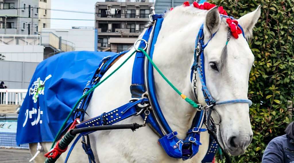 ハクウンリューに乗ってきました 2025 | MAYU'S WORKS BANEI HORSE